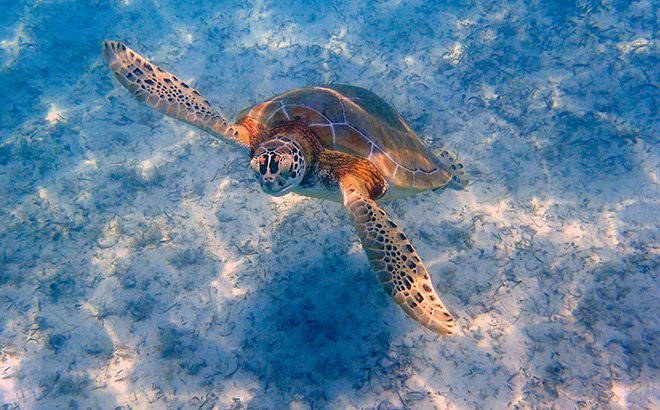 Duik in de Caribische Zee en ontdek de prachtige onderwaterwereld van Bonaire