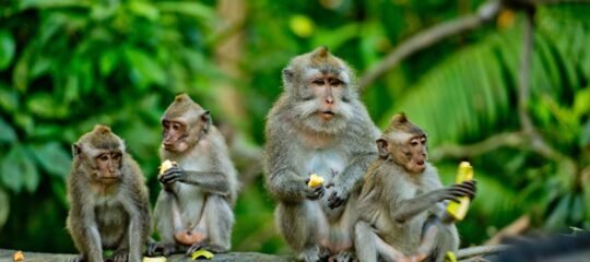 15-daagse familierondreis Bali