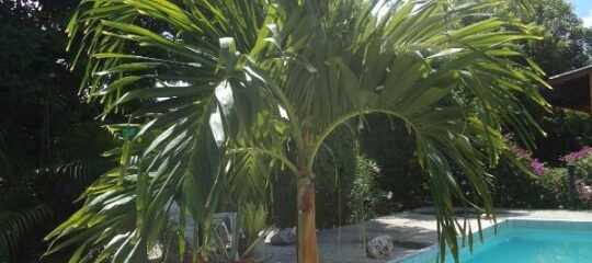 Happy Turtle Apartments